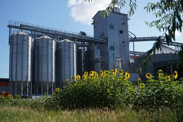 АШМ: 2027 жылғы өнімге қажетті тұқым қорының 90%-ы дайындалды