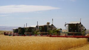 В Казахстане намолочено 18,6 млн тонн зерна