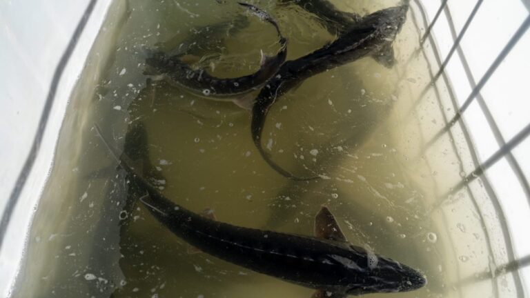 В ВКО реализуют проект по рыбоводству на 3,7 млрд теңге