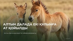 Первые жеребята лошади Пржевальского, родившиеся в Казахстане, получили имена Ботай и Тұмар