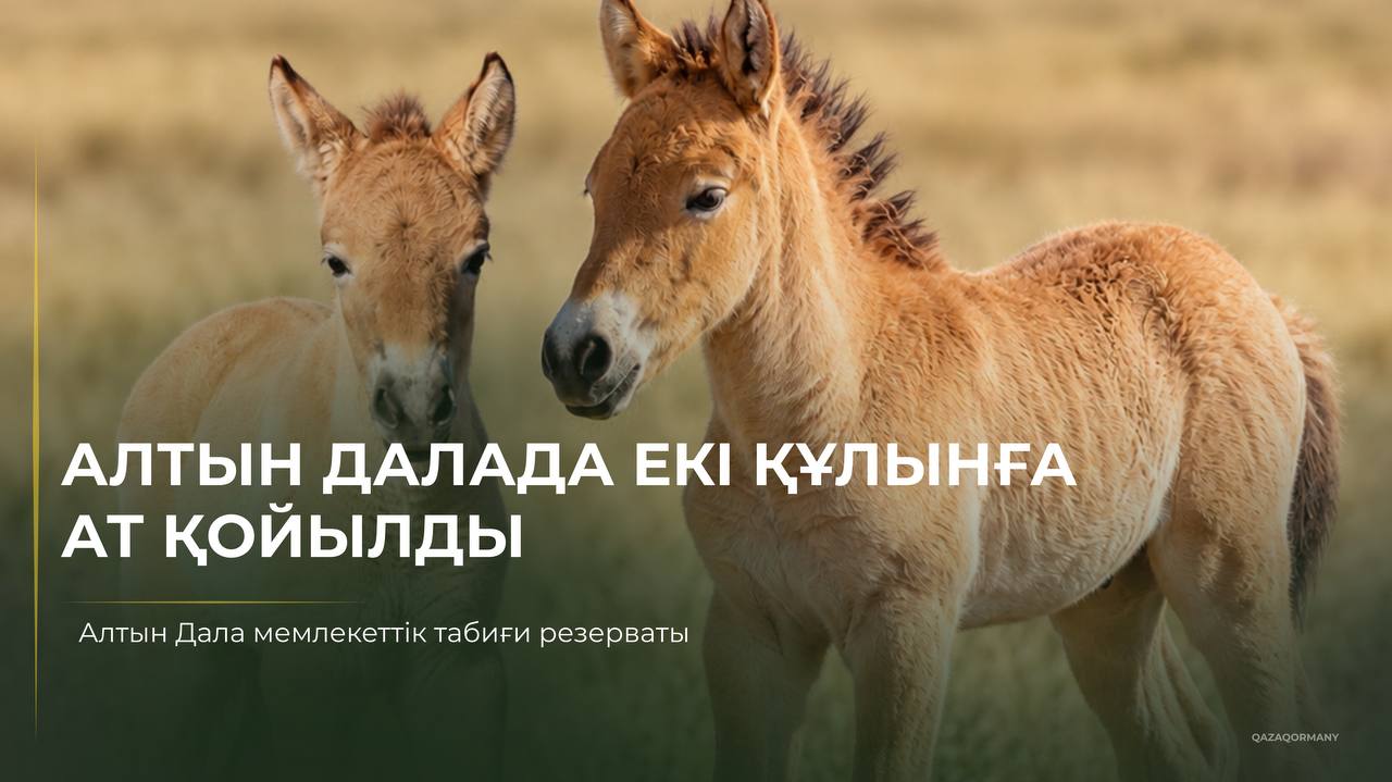 Первые жеребята лошади Пржевальского, родившиеся в Казахстане, получили имена Ботай и Тұмар
