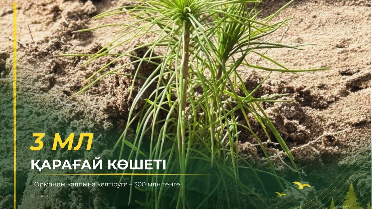 3 миллиона сеянцев сосны: 300 млн тенге на восстановление лесов