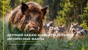 «Познай природу» | Дерзкий кабан