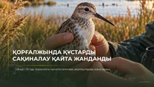 В Коргалжынском заповеднике возобновили кольцевание птиц: 128 особей, 14 видов и удивительная встреча спустя 13 лет!