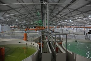 В Акмолинской области в 2027 году планируют запустить комплекс по выращиванию и переработке рыбы