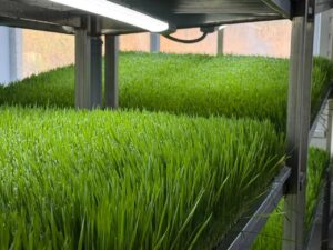 Из Актобе – за рубеж: компания по производству натуральной продукции расширяет экспорт